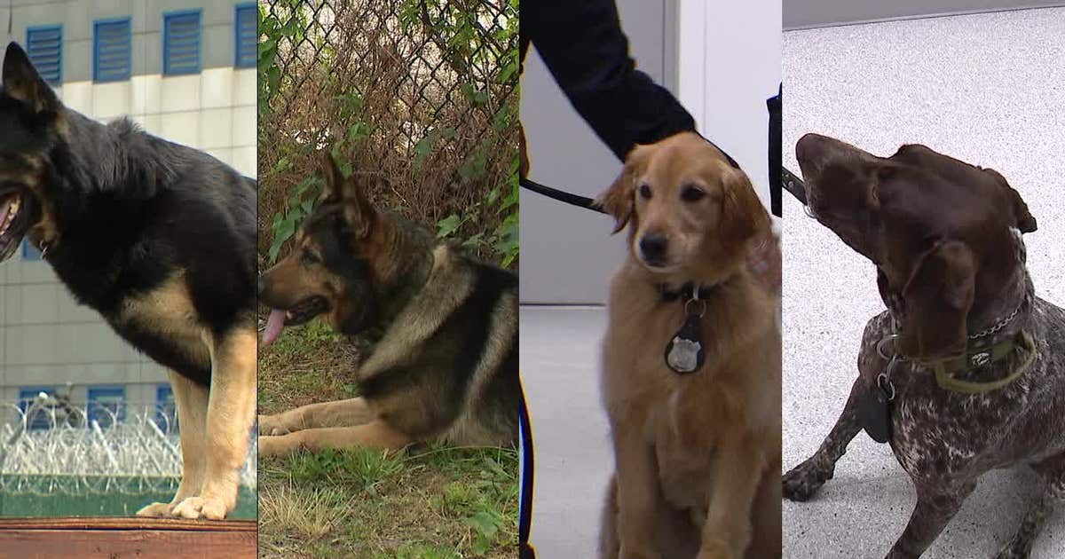 Meet the K9 unit keeping Rikers Island safe from drugs, contraband | FOX 5 New York