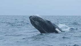 Post-mortem exams being performed on 2 dead whales seen off New York coast