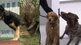 Meet the K9 unit keeping Rikers Island safe from drugs, contraband