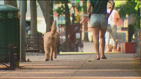 Upper East Side residents fed up with dog poop problem