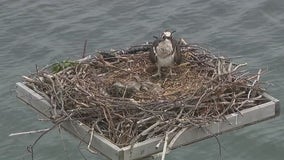 Adorable Osprey hatchlings take center stage at Huntington Lighthouse