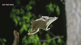 Hokey smoke! Flying squirrels soar through NYC treetops