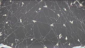 Gnats or something more? NYC gripped by flying creature mystery