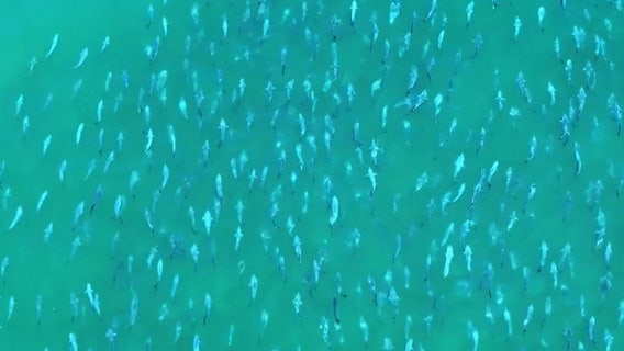 Watch: Shimmering school of bluefish seen migrating off Long Island coast