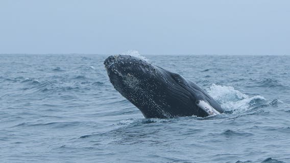 Post-mortem exams being performed on 2 dead whales seen off New York coast