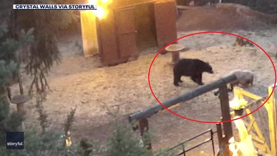 Brave mini pig confronts black bear to protect farm animals on Vancouver Island