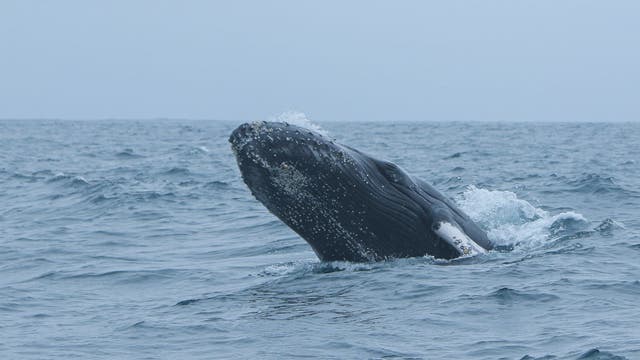 Post-mortem exams being performed on 2 dead whales seen off New York coast