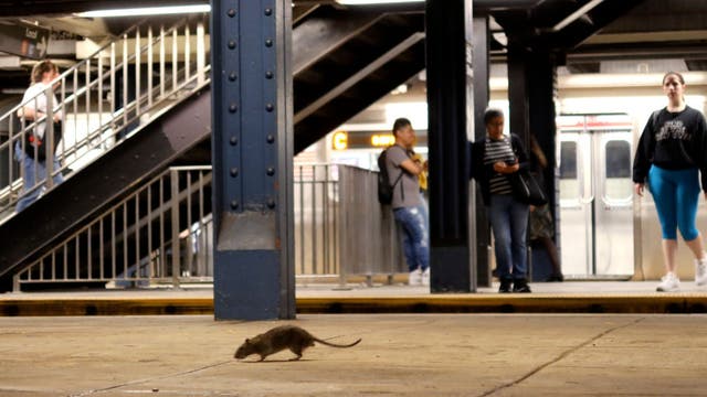 NYC rat complaints down 15% compared to 2022