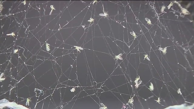 Gnats or something more? NYC gripped by flying creature mystery