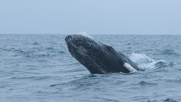 Whale Watching In Santa Elena