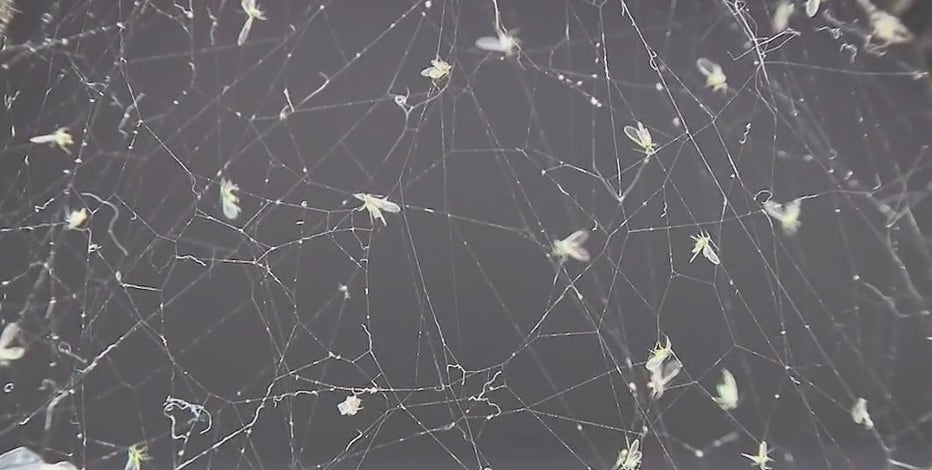 Gnats or something more? NYC gripped by flying creature mystery