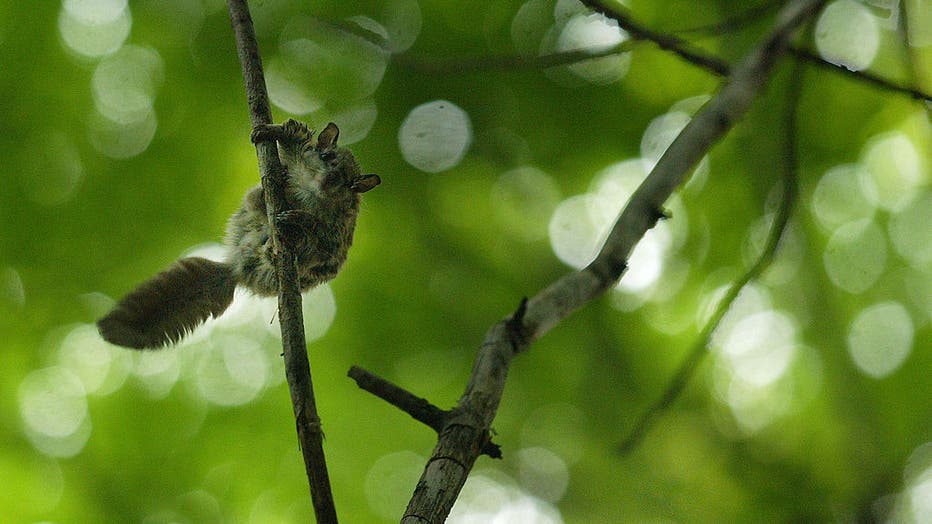 Flying Squirrels and Hickory Nuts - Winterberry Wildlife