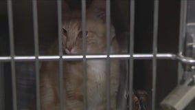 Animal Care Centers of New York sees massive cat influx