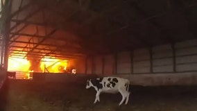 Bodycam captures Wisconsin police officer rescuing cows from barn fire
