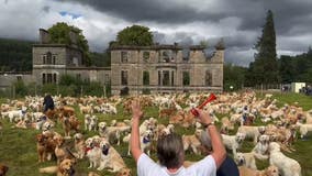 Hundreds of golden retrievers gather in Scotland for anniversary of breed’s founding