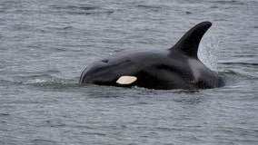 Killer whale mothers protect their sons more than their daughters, new study finds