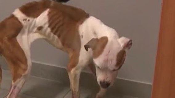 2 abused dogs rescued from Conduit Parkway in critical condition