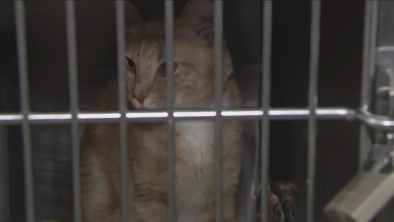 Animal Care Centers of New York sees massive cat influx