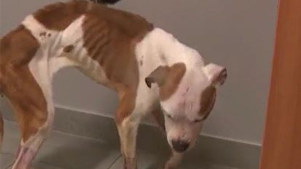 2 abused dogs rescued from Conduit Parkway in critical condition