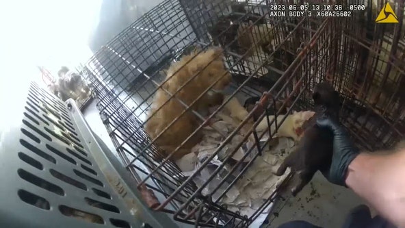 Watch: Dozens of dogs rescued from hot U-Haul truck