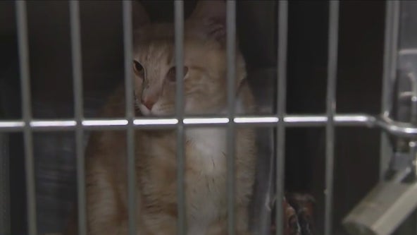 Animal Care Centers of New York sees massive cat influx