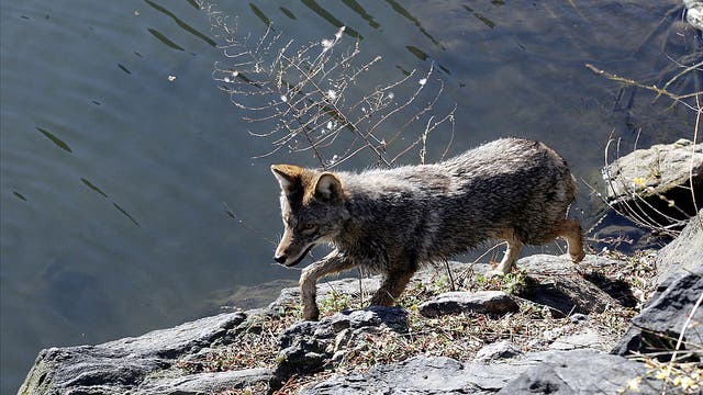Coyote spotted walking across frozen pond in Central Park | WATCH
