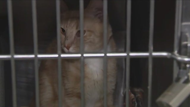Animal Care Centers of New York sees massive cat influx