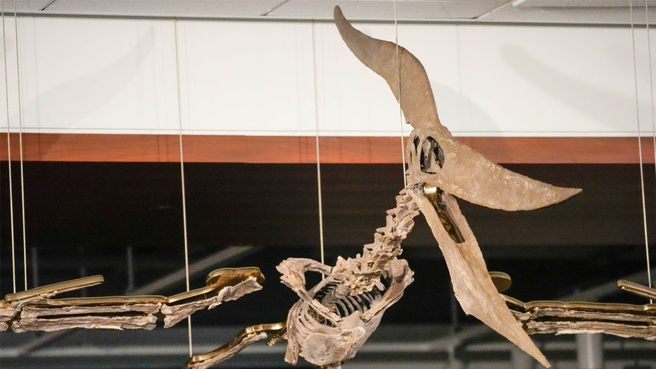 A Pteranodon skeleton is displayed at Sotheby's during a media preview, Monday, July 10, 2023, in New York. The prehistoric predator will headline Sotheby's Live Natural History Auction, Wednesday, July 26th. (AP Photo/Mary Altaffer)