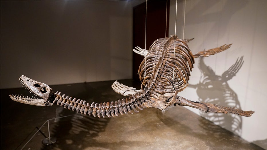A Plesiosaur skeleton is displayed at Sothebys during a media preview, Monday, July 10, 2023, in New York. The prehistoric predator will headline Sothebys Live Natural History Auction, Wednesday, July 26th. (AP Photo/Mary Altaffer)