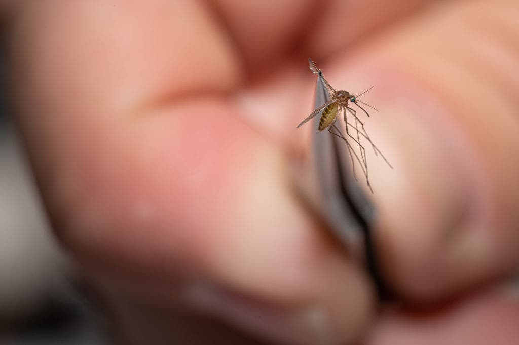 NYC Health Department reports first human West Nile virus case of 2026