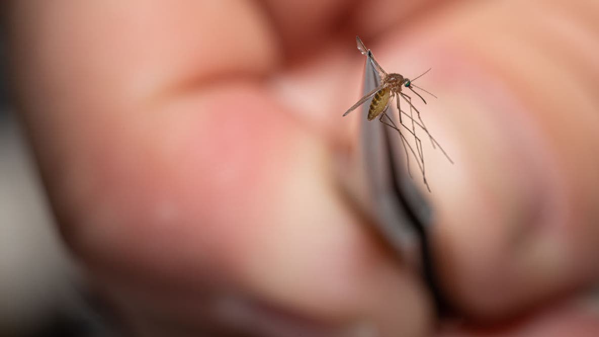 NYC Health Department reports first human West Nile virus case of 2026