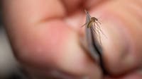 NYC Health Department reports first human West Nile virus case of 2026
