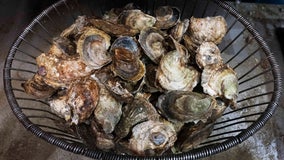 2 Connecticut deaths linked to bacteria found in raw shellfish