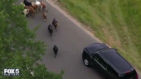 Watch: Former President Trump's motorcade briefly stalled by herd of goats