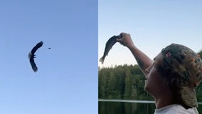 Watch: Eagle swoops down and catches fish midair, wowing onlookers