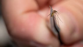 NYC reports first cases of West Nile Virus for 2023