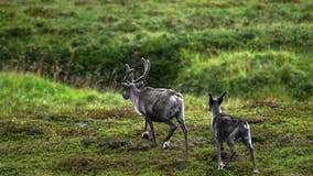 Norway rebuilds reindeer fence at border to stop the animals' costly strolls into Russia