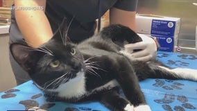 Flatbush Veterinary Clinic opens doors to feline friends