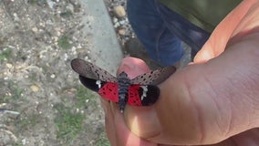 Spotted lanternflies could target Long Island vineyards