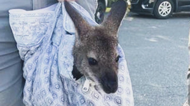 Wildlife advocates bust illegal exotic animal photoshoots on Coney Island