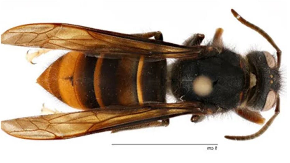 Asian-hornet-found.jpg