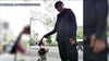 Man arrested after dog runs onto park turf in Brooklyn