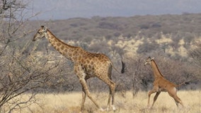First wild spotless giraffe found in Namibia, conservation group says