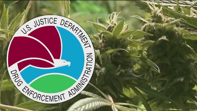 Biden Administration considering loosening marijuana restrictions