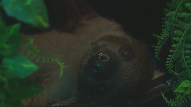 Sloth parties under fire: Humane Long Island protests unlicensed 'sloth high' events