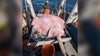 Rare 400-pound stingray found in Long Island Sound off Connecticut coast