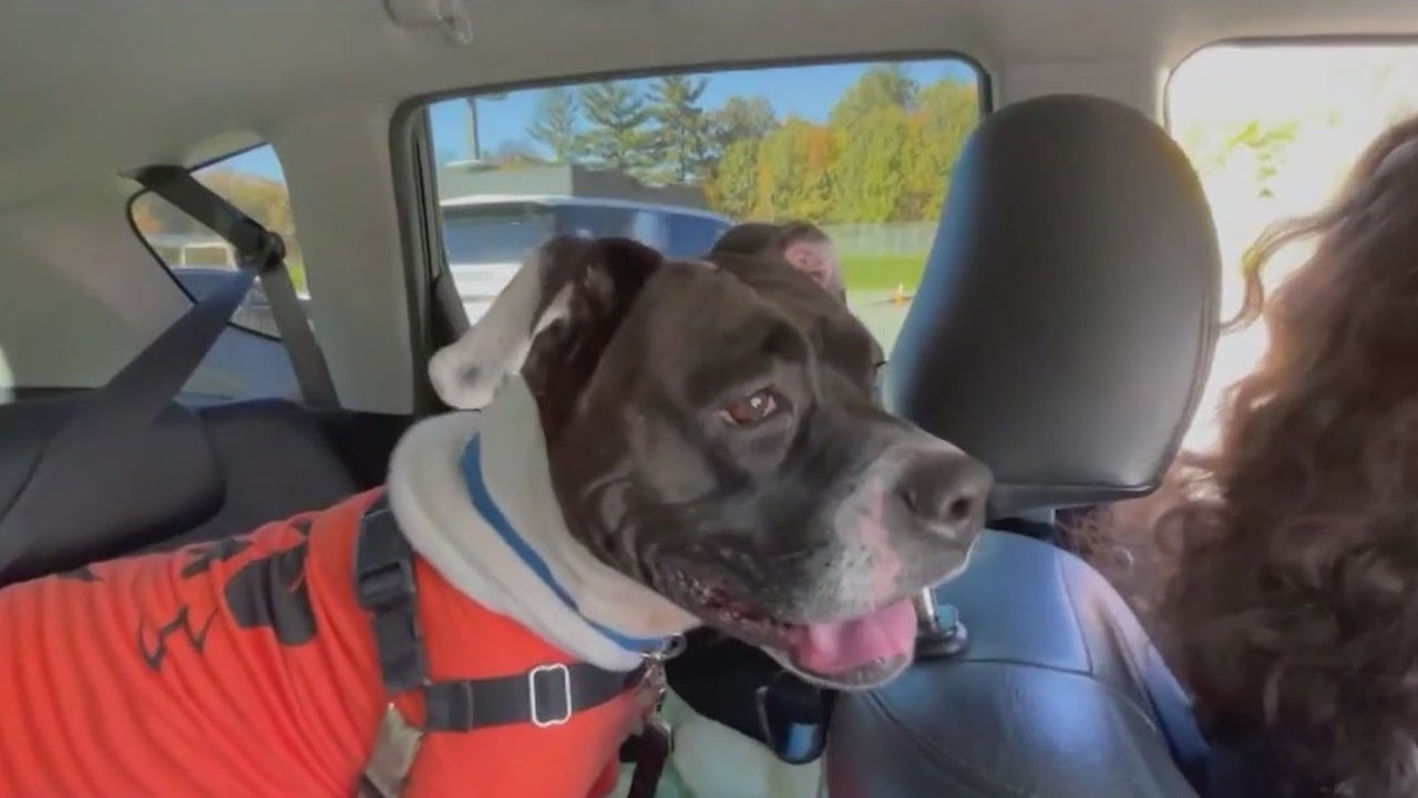 New Jersey animal shelter’s ‘field trips’ let you bond with adoptable dogs