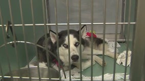 Animal Care Centers of NYC no longer taking in dogs due to overcrowding