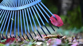 Don't bag your leaves this fall, experts say: Do this instead