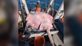 Rare 400-pound stingray found in Long Island Sound off Connecticut coast